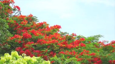 Kırmızı alev ağacı en üstteki parkta çiçek açar ve yaz mevsiminde açık sarı yapraklar gökyüzü arka planında bulanıklaşır