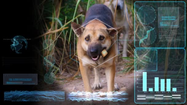 Φουτουριστική Οθόνη Τεχνητής Νοημοσύνης Ενός Βρώσιμου Εμβολίου Αδέσποτου Σκύλου Κινούμενα — Αρχείο Βίντεο