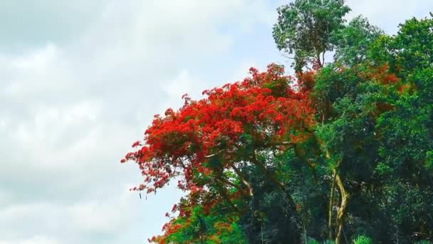 Árvore Chama Vermelha Flor Cheia Topo Parque Verão Céu Azul — Vídeo de Stock