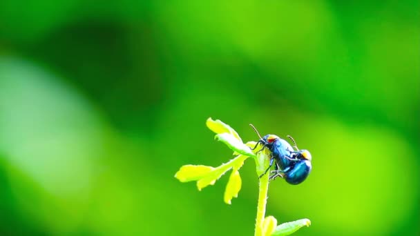Δύο Ζευγάρωμα Bug Στην Κορυφή Φύλλα Και Θολή Πράσινο Φόντο — Αρχείο Βίντεο