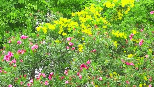 Květiny Různých Barev Kvetou Zahradě Létě — Stock video