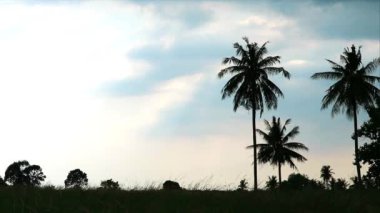 Siluet hindistan cevizi palmiyesi ve karanlık bulut alacakaranlıkta