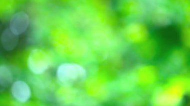 Bu güzel bulanık yeşil arka plan, doğa, sükunet ve yeşillik temalarına odaklanan projeler için mükemmel bir yumuşak bokeh efekti içerir..