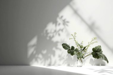 Açık bir vazoda yeşil bir bitki bulunan minimalist bir düzenleme, açık bir duvara hassas gölgeler bırakıyor. Modern mekanlarda sükunet ve zarafet sergilemek için mükemmel..