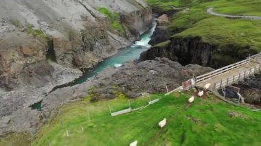 Bir koyun sürüsü helikopterden kaçıyor. İzlanda 'da üzerinde koyun olan yeşil bir tepe.
