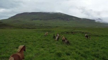 Yeşil tepedeki vahşi atlar İHA 'dan, İzlanda' daki vahşi hayattan, sisli havadan kaçıyorlar.
