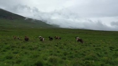 Yeşil tepedeki vahşi atlar İHA 'dan, İzlanda' daki vahşi hayattan, sisli havadan kaçıyorlar.