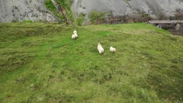 Flock Sheep Runs Away Copter Green Hill Iceland Sheep — Stock Video