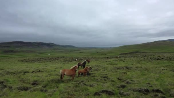 Vilda Hästar Grön Kulle Som Springer Iväg Från Drönare Island — Stockvideo