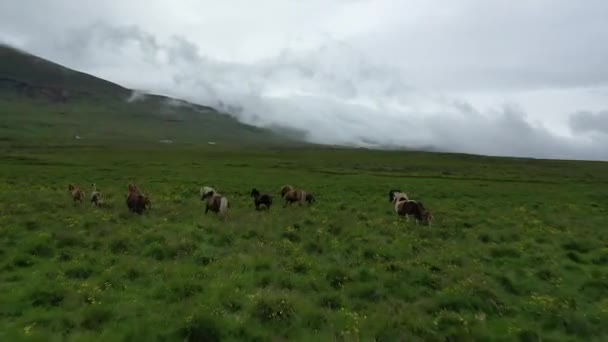 Άγρια Άλογα Στο Πράσινο Λόφο Τρέχει Μακριά Από Drone Ισλανδία — Αρχείο Βίντεο