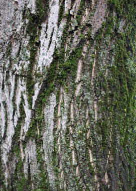 Wooden background, bark of an old tree, texture. Tree close-up. Wet bark after rain