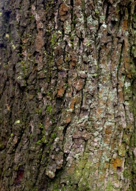 Wooden background, bark of an old tree, texture. Tree close-up. Wet bark after rain
