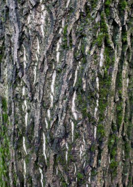 Wooden background, bark of an old tree, texture. Tree close-up. Wet bark after rain