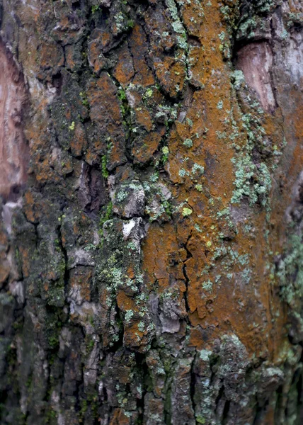 Wooden background, bark of an old tree, texture. Tree close-up. Wet bark after rain