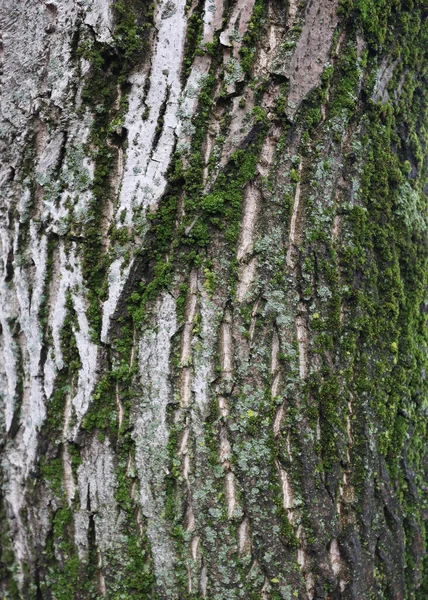 Wooden background, bark of an old tree, texture. Tree close-up. Wet bark after rain