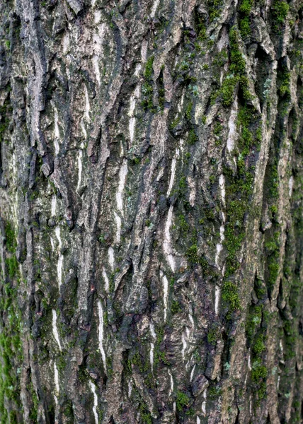 Wooden background, bark of an old tree, texture. Tree close-up. Wet bark after rain