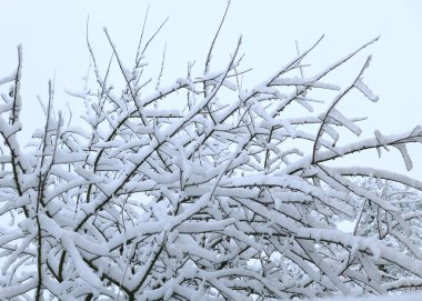 Winter, snow in January on the trees. The weather is freezing outside