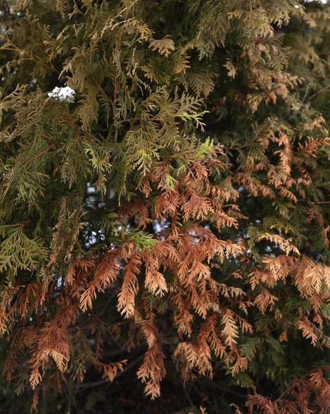 Evergreen bush. Thuja, texture. Living fence. Natural background