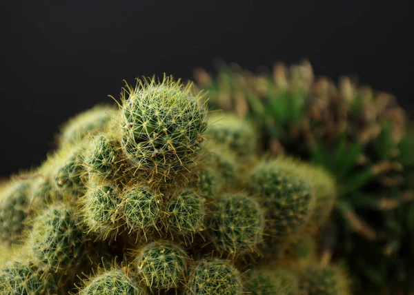 Indoor plant in a pot. Green office plant, home decor. Prickly, cactus