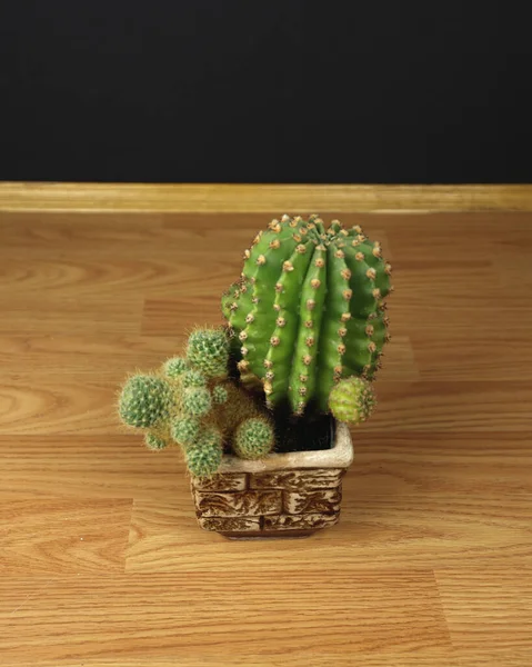 Indoor plant in a pot, on a wooden background. Green office plant, home decor. A flower pot on the floor. Prickly, cactus