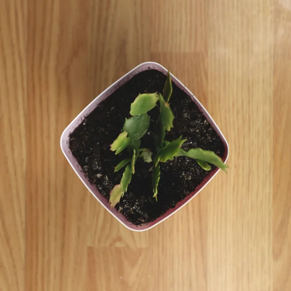 Indoor plant in a pot, on a wooden background. Green office plant, home decor. A flower pot on the floor
