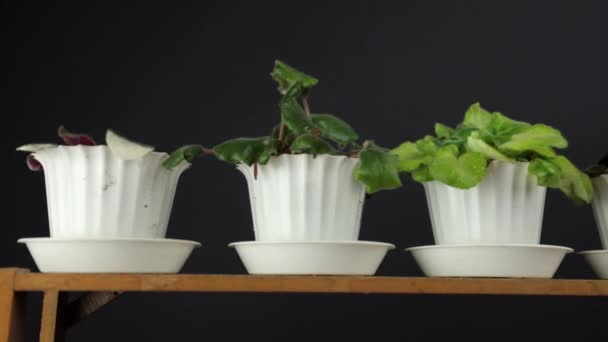 Beltéri Növény Egy Edényben Különböző Típusokkal Zöld Iroda Lakberendezés Egy — Stock videók