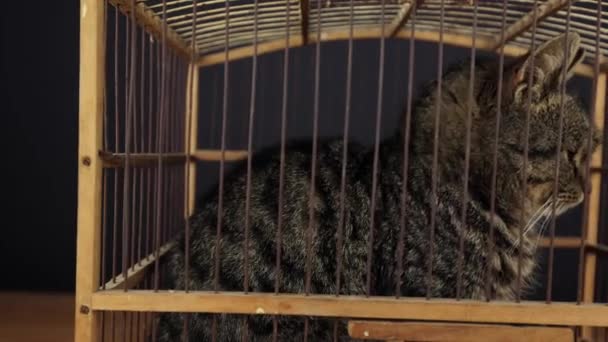 Animal Locked Birdcage Wooden Cage Striped Cat Cat Guilty Pet — Videoclip de stoc