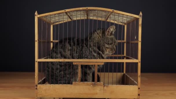 Animal Locked Birdcage Wooden Cage Striped Cat Cat Guilty Pet — Stock video