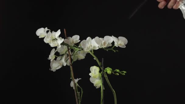 Weiße Orchidee Eine Blume Für Den März Pflanzenpflege Eine Schneeweiße — Stockvideo