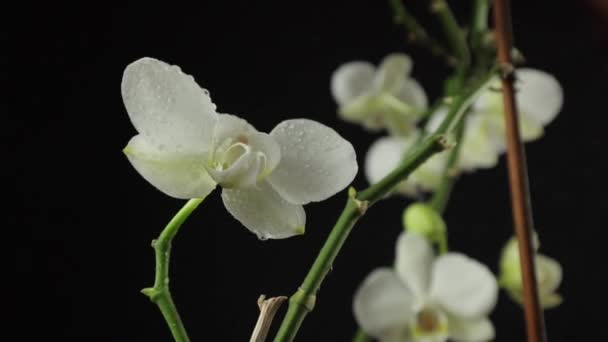 Weiße Orchidee Eine Blume Für Den März Pflanzenpflege Eine Schneeweiße — Stockvideo