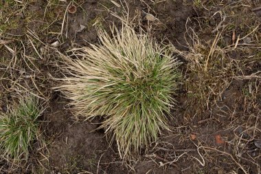 Green background. Grass texture. Spring grass. Greens grow poorly
