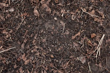 Earth background. Top view, ground texture. soil background