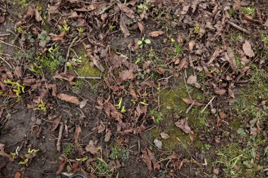 Green background. Grass texture. Spring grass. Greens grow poorly