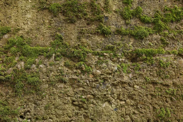Mossy background on stone. Greenery grows on the foundation from old age. Moss and concrete textures