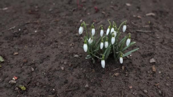 春の最初の日 雪は3月に成長し 春に最初の花を咲かせます 白い花 春の花は森や庭で成長します 白い植物 春の背景 — ストック動画
