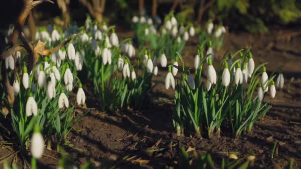 春天的头几天今年三月 雪花盛开 是春天的第一批花 白色的花春天的花朵生长在森林和院子里 白色的植物 春季背景 — 图库视频影像