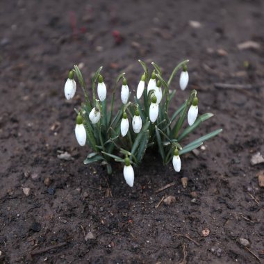 Baharın ilk günleri. Kar damlası Mart 'ta büyür, ilkbaharda ilk çiçekler. Beyaz çiçekler. Bahar çiçekleri ormanda ve bahçede yetişir. Beyaz bitkiler, açık havada. Bahar arkaplanı