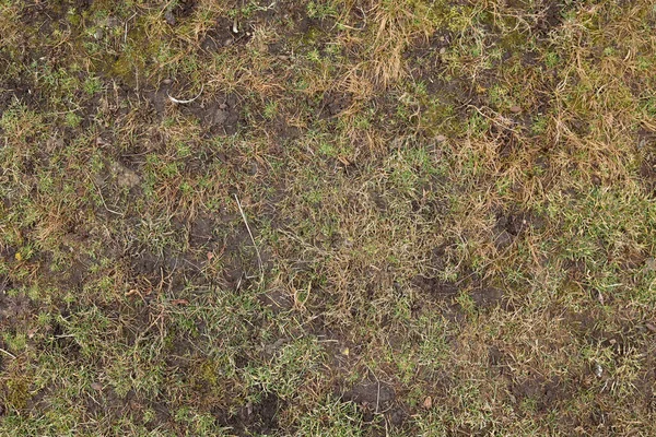 Üst manzara, çimen dokusu. Doğal çim arka planı. Baharda yeşil çimenler. Yeşil doku. Yüksek kalite fotoğraf. Kuru çimen