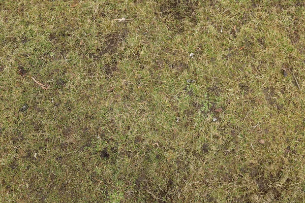 Widok Góry Tekstura Trawy Naturalne Tło Trawnika Zielona Trawa Wiosną — Zdjęcie stockowe
