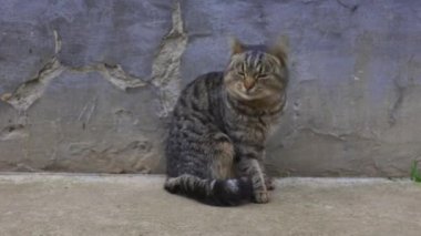 Bahçedeki evcil kedi. Bahar günü, kediler dışarıda. Siyah ve gri çizgili kedi. Sokak kedisi. Evcil hayvanlar