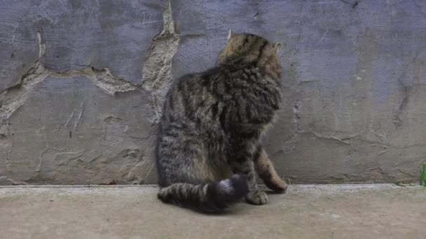 Domowy Kot Podwórku Wiosenny Dzień Koty Zewnątrz Czarno Szary Kot — Wideo stockowe