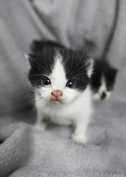 Little black and white kitten. A small cat on a gray blanket. The kitten is learning to walk. Pets, animal care. Cats at home. Fluffy and cute. Clean and well-kept