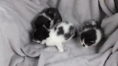 Küçük siyah beyaz kedi yavrusu. Gri bir battaniyenin üzerinde küçük bir kedi. Yavru kedi yürümeyi öğreniyor. Evcil hayvanlar, hayvan bakımı. Kediler evde. Yumuşak ve sevimli. Temiz ve bakımlı.