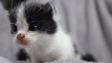 Küçük siyah beyaz kedi yavrusu. Gri bir battaniyenin üzerinde küçük bir kedi. Yavru kedi yürümeyi öğreniyor. Evcil hayvanlar, hayvan bakımı. Kediler evde. Yumuşak ve sevimli. Temiz ve bakımlı.