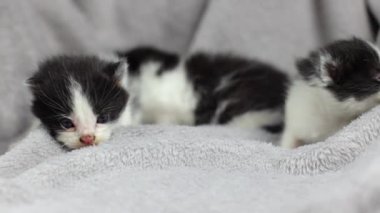 Küçük siyah beyaz kedi yavrusu. Gri bir battaniyenin üzerinde küçük bir kedi. Yavru kedi yürümeyi öğreniyor. Evcil hayvanlar, hayvan bakımı. Kediler evde. Yumuşak ve sevimli. Temiz ve bakımlı.