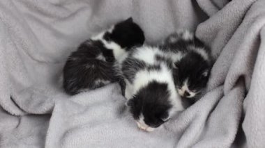 Küçük siyah beyaz kedi yavrusu. Gri bir battaniyenin üzerinde küçük bir kedi. Yavru kedi yürümeyi öğreniyor. Evcil hayvanlar, hayvan bakımı. Kediler evde. Yumuşak ve sevimli. Temiz ve bakımlı.
