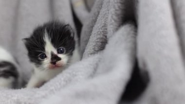 Küçük siyah beyaz kedi yavrusu. Gri bir battaniyenin üzerinde küçük bir kedi. Yavru kedi yürümeyi öğreniyor. Evcil hayvanlar, hayvan bakımı. Kediler evde. Yumuşak ve sevimli. Temiz ve bakımlı.