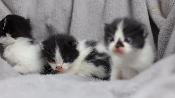 Маленький Чёрно Белый Котенок Маленькая Кошка Сером Одеяле Котёнок Учится — стоковое видео