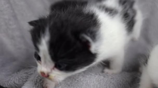 Little Black White Kitten Small Cat Gray Blanket Kitten Learning — Stock Video