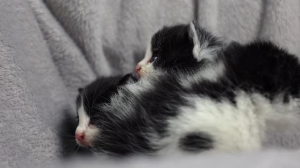 Little Black White Kitten Small Cat Gray Blanket Kitten Learning — Stock Video